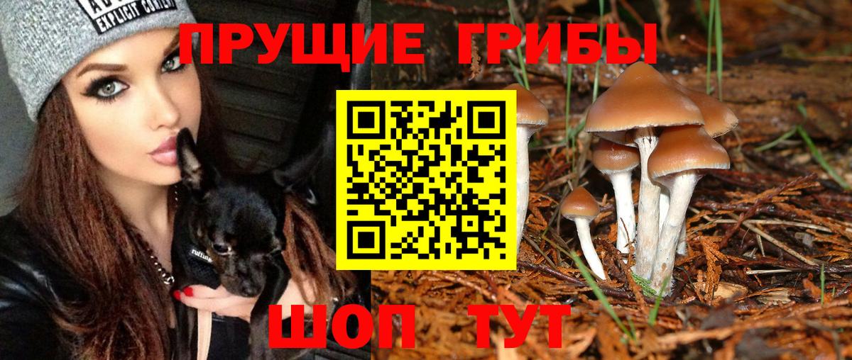 Псилоцибиновые грибы GOLDEN TEACHER  Вход с VPN  Калач-на-Дону  Псилоцибиновые грибы Psilocybine cubensis 